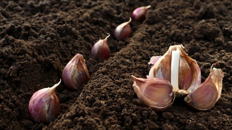 Chesnok Red Garlic: Planting, Growing & Care Guide | [Your Brand]