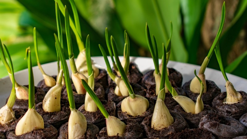 Chesnok Red Garlic: Planting, Growing & Care Guide | [Your Brand]