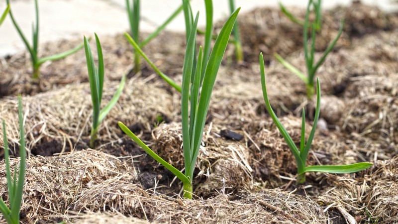 Chesnok Red Garlic: Planting, Growing & Care Guide | [Your Brand]