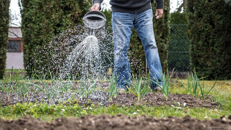 Chesnok Red Garlic: Planting, Growing & Care Guide | [Your Brand]