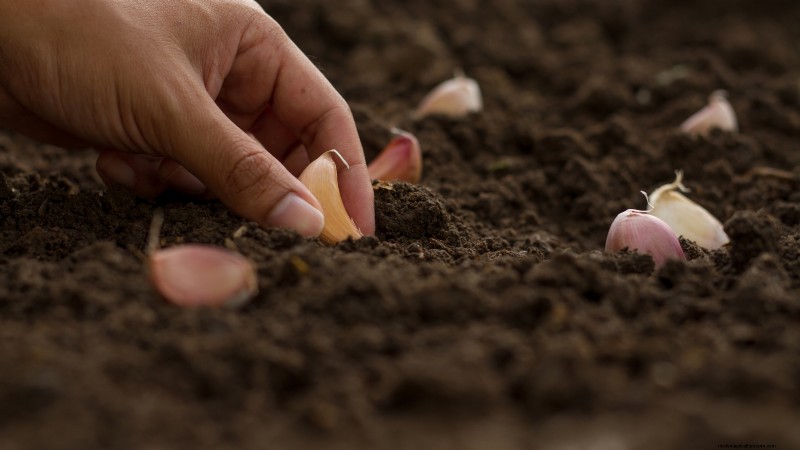 Chesnok Red Garlic: Planting, Growing & Care Guide | [Your Brand]