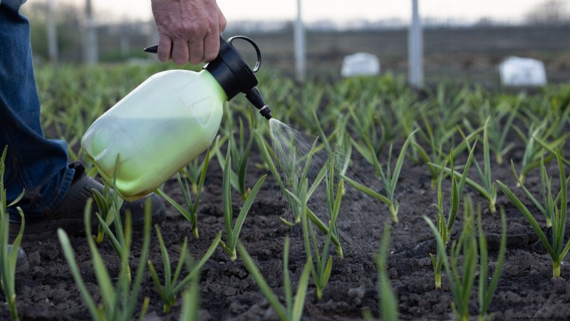 Chesnok Red Garlic: Planting, Growing & Care Guide | [Your Brand]