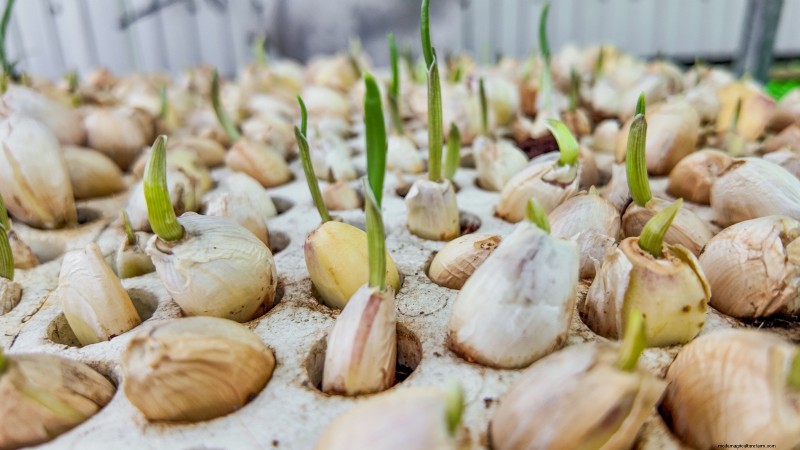 Chesnok Red Garlic: Planting, Growing & Care Guide | [Your Brand]