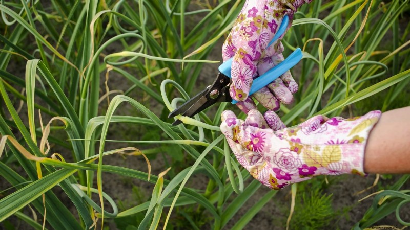Chesnok Red Garlic: Planting, Growing & Care Guide | [Your Brand]