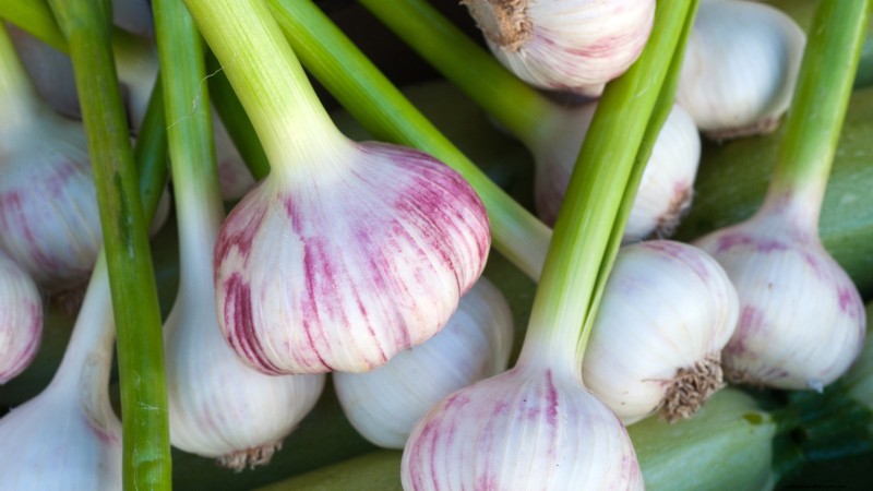 Chesnok Red Garlic: Planting, Growing & Care Guide | [Your Brand]