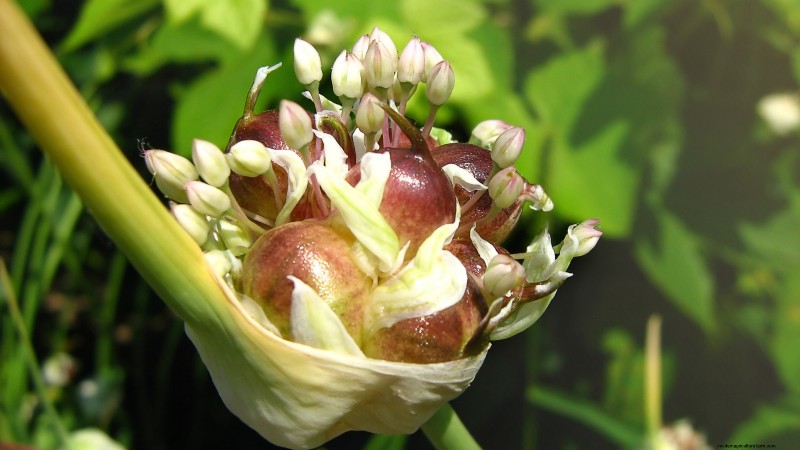 Chesnok Red Garlic: Planting, Growing & Care Guide | [Your Brand]