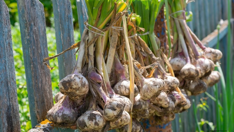 Chesnok Red Garlic: Planting, Growing & Care Guide | [Your Brand]
