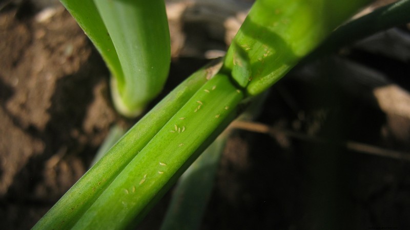 Chesnok Red Garlic: Planting, Growing & Care Guide | [Your Brand]