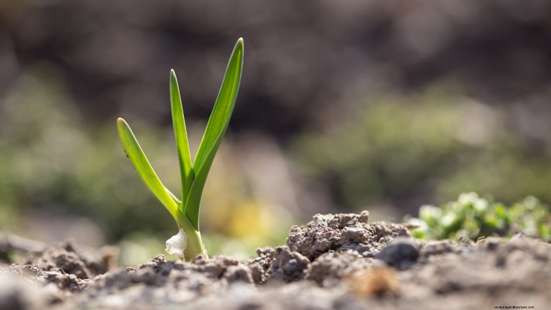 Garlic Planting Guide: Fall vs. Summer - What You Need to Know