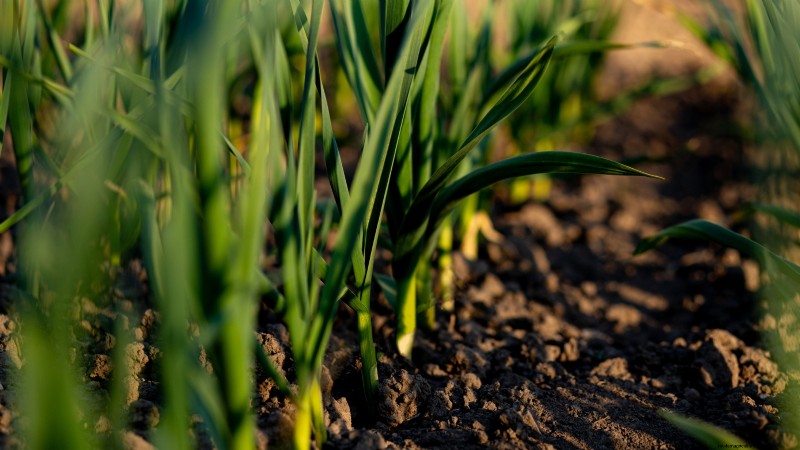 Garlic Planting Guide: Fall vs. Summer - What You Need to Know