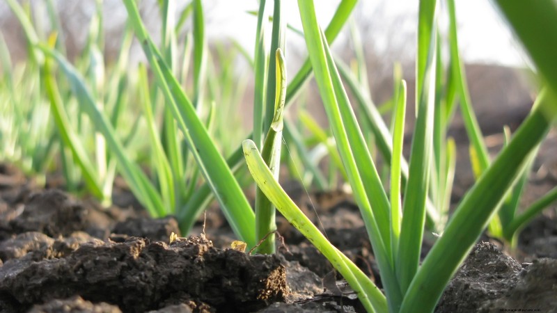 Garlic Planting Guide: Fall vs. Summer - What You Need to Know