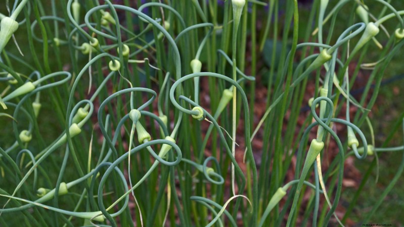 Garlic Planting Guide: Fall vs. Summer - What You Need to Know