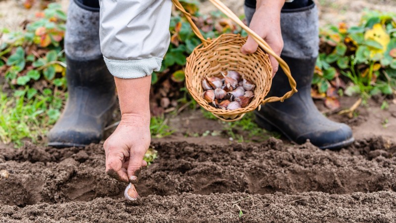 Garlic Planting Guide: Fall vs. Summer - What You Need to Know