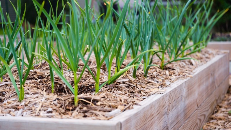 Garlic Planting Guide: Fall vs. Summer - What You Need to Know