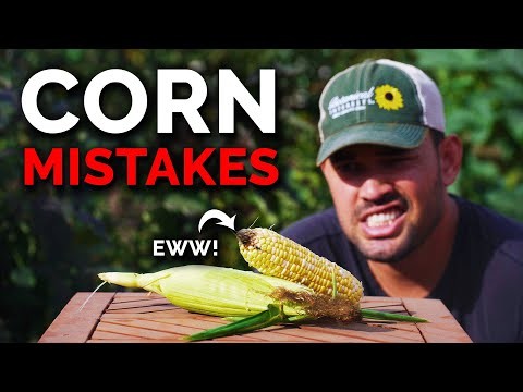 How to Harvest Corn for Maximum Flavor & Quality