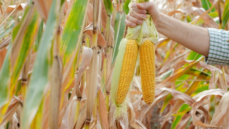 How to Harvest Corn for Maximum Flavor & Quality