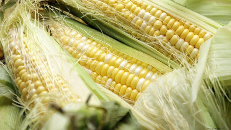 How to Harvest Corn for Maximum Flavor & Quality