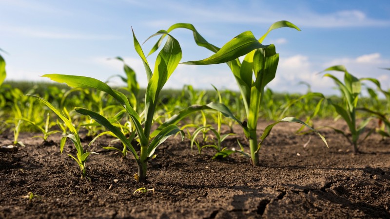 How to Harvest Corn for Maximum Flavor & Quality