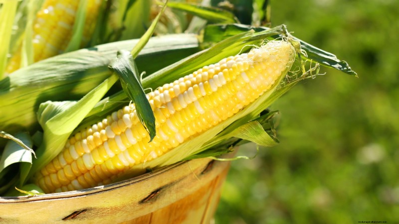 How to Harvest Corn for Maximum Flavor & Quality