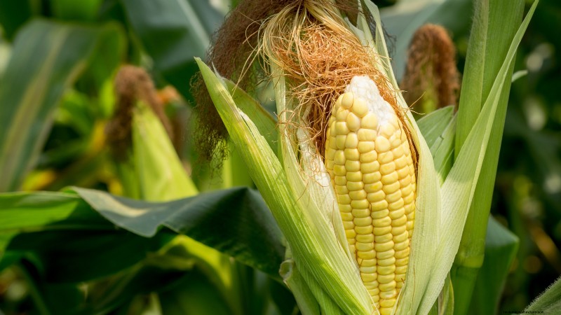 How to Harvest Corn for Maximum Flavor & Quality