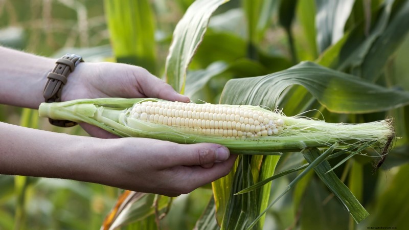 How to Harvest Corn for Maximum Flavor & Quality