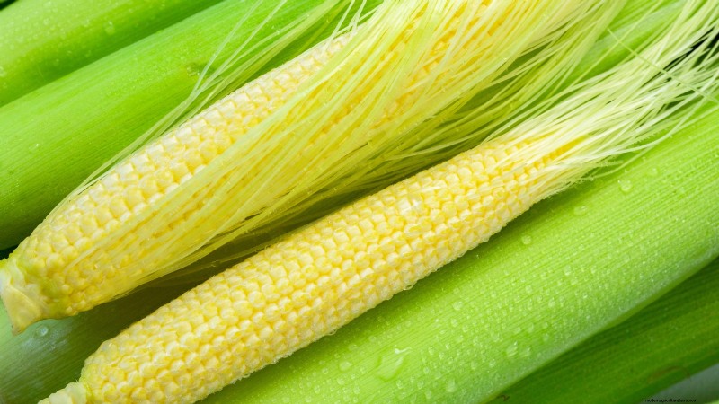 How to Harvest Corn for Maximum Flavor & Quality
