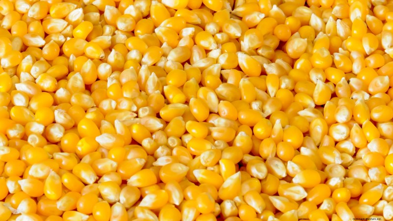 How to Harvest Corn for Maximum Flavor & Quality
