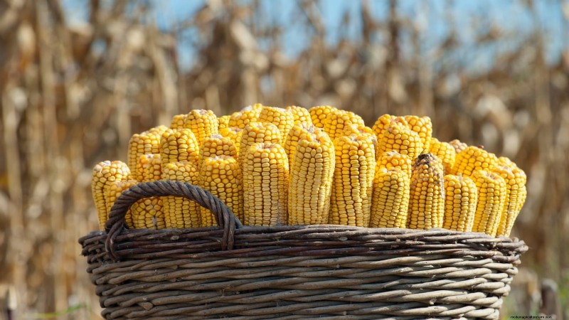 How to Harvest Corn for Maximum Flavor & Quality