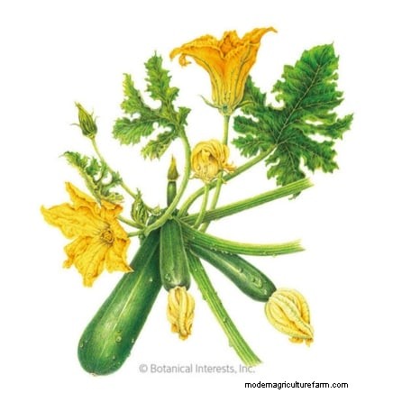 Vertical Squash Growing: Maximize Yield & Space - Expert Guide