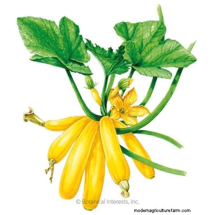 Vertical Squash Growing: Maximize Yield & Space - Expert Guide