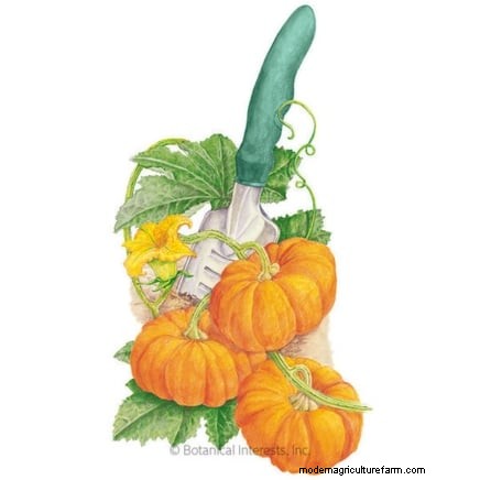 Vertical Squash Growing: Maximize Yield & Space - Expert Guide