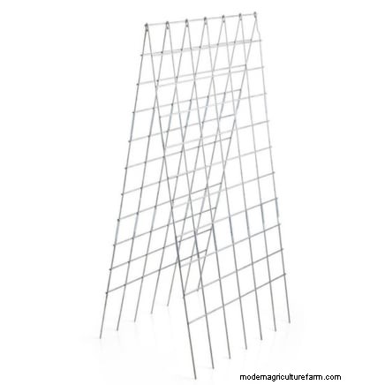 Vertical Squash Growing: Maximize Yield & Space - Expert Guide