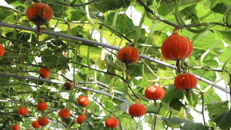 Vertical Squash Growing: Maximize Yield & Space - Expert Guide