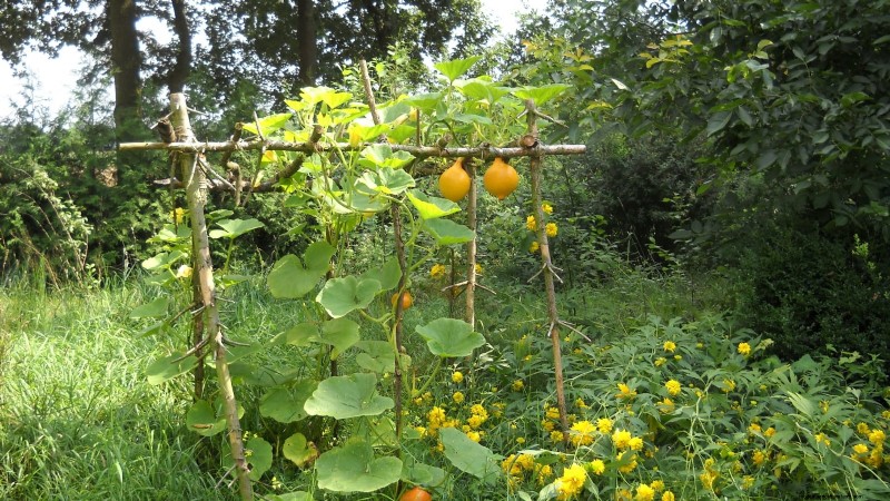 Vertical Squash Growing: Maximize Yield & Space - Expert Guide