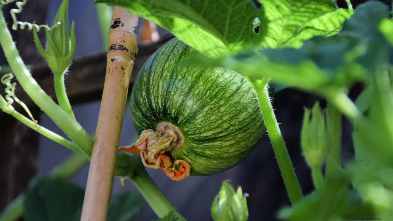 Vertical Squash Growing: Maximize Yield & Space - Expert Guide