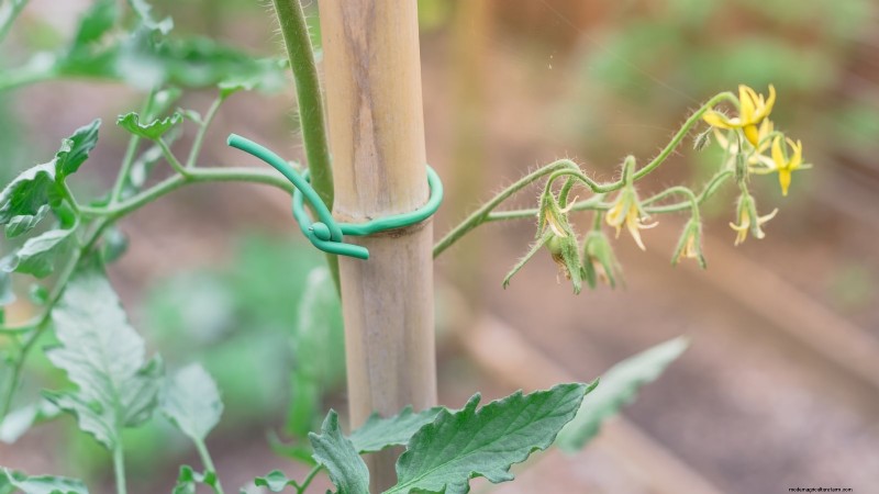 Vertical Squash Growing: Maximize Yield & Space - Expert Guide