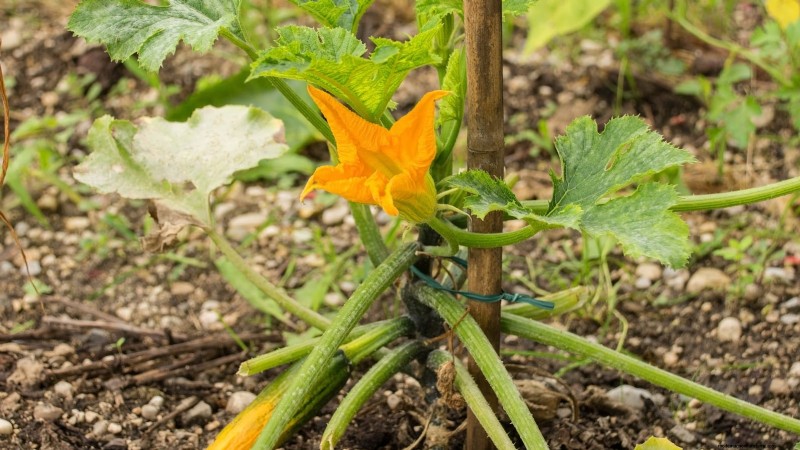 Vertical Squash Growing: Maximize Yield & Space - Expert Guide