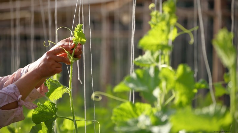 Vertical Squash Growing: Maximize Yield & Space - Expert Guide