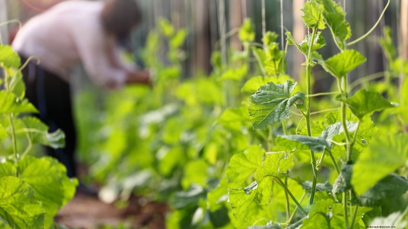 Vertical Squash Growing: Maximize Yield & Space - Expert Guide