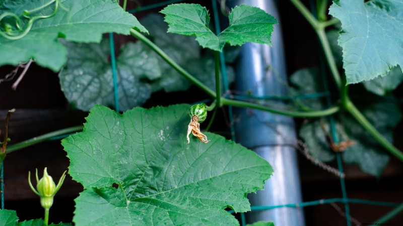 Vertical Squash Growing: Maximize Yield & Space - Expert Guide