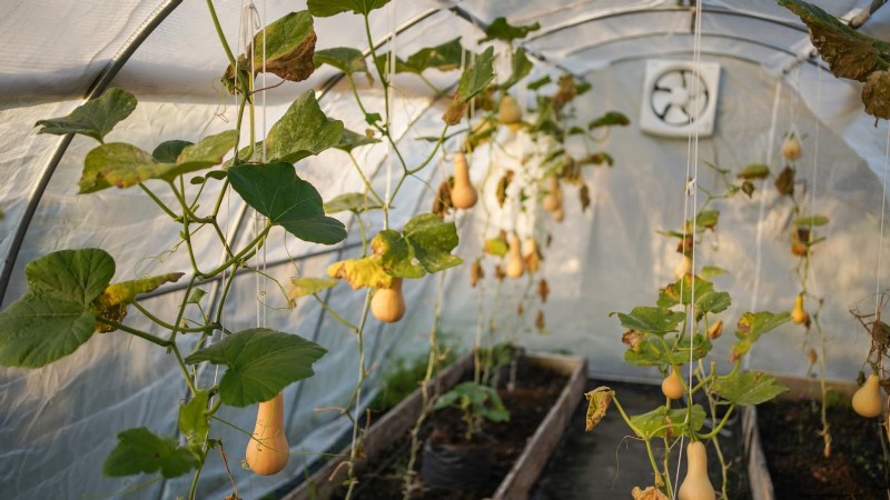 Vertical Squash Growing: Maximize Yield & Space - Expert Guide