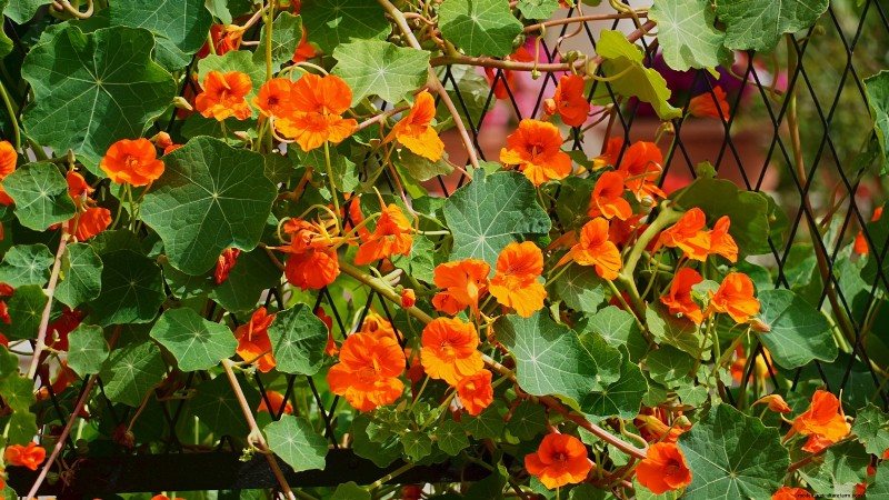 Vertical Squash Growing: Maximize Yield & Space - Expert Guide