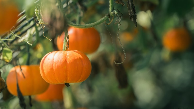 Vertical Squash Growing: Maximize Yield & Space - Expert Guide