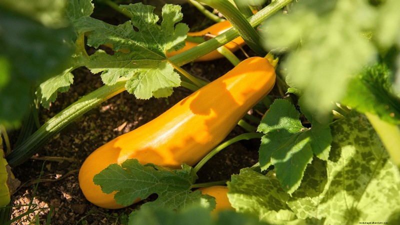 Vertical Squash Growing: Maximize Yield & Space - Expert Guide