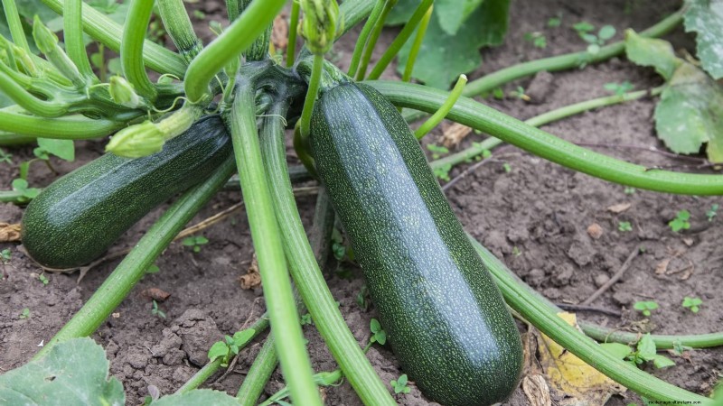Vertical Squash Growing: Maximize Yield & Space - Expert Guide