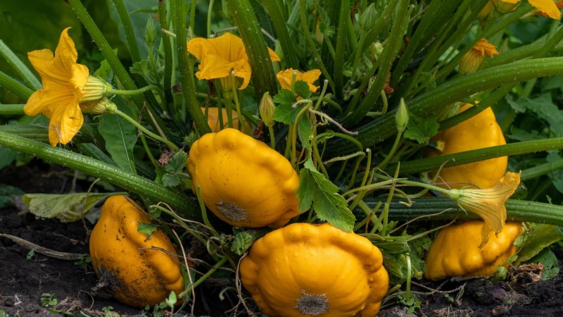 Vertical Squash Growing: Maximize Yield & Space - Expert Guide