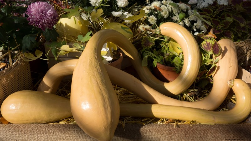 Vertical Squash Growing: Maximize Yield & Space - Expert Guide