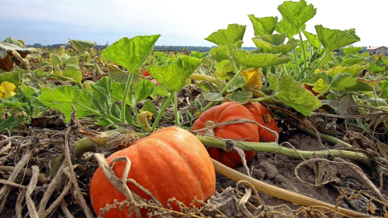 Vertical Squash Growing: Maximize Yield & Space - Expert Guide
