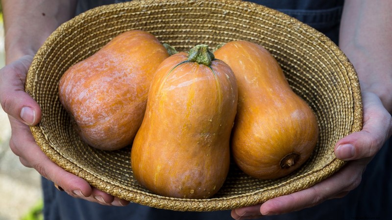 Vertical Squash Growing: Maximize Yield & Space - Expert Guide
