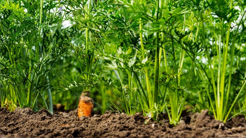 Understanding Deformed Carrots: Causes & Solutions